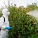 Person In Protective Workwear And Mask Holding Sprinkler And Spraying Herbicide On Land